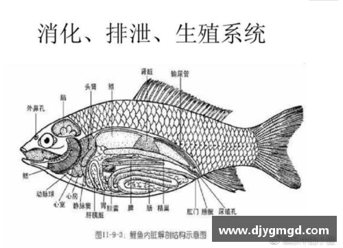 解剖鲫鱼的秘密：高中生如何逆袭北大清华？